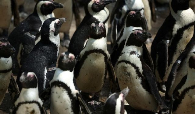 Afrika Penguenleri'nin soyu tehlikeye girdi!