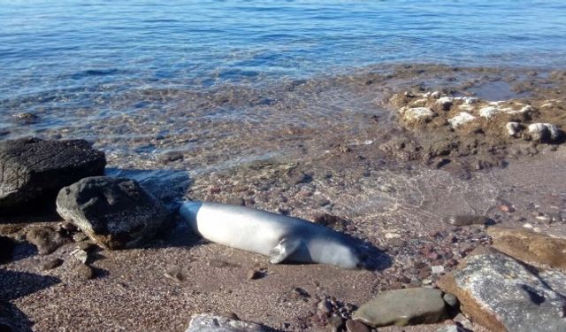 Bodrum'da karaya ölü fok vurdu