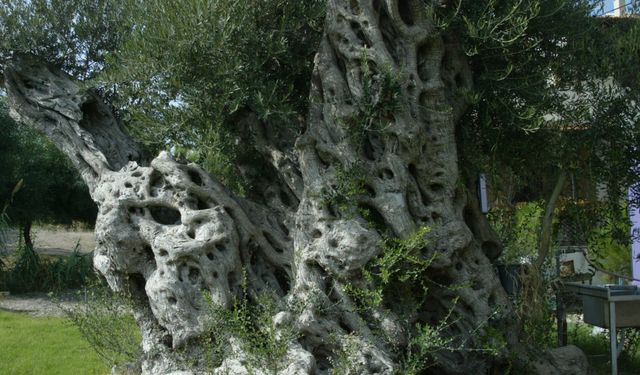 İzmirli gazeteciden zeytin ağaçları fotoğraf sergisi