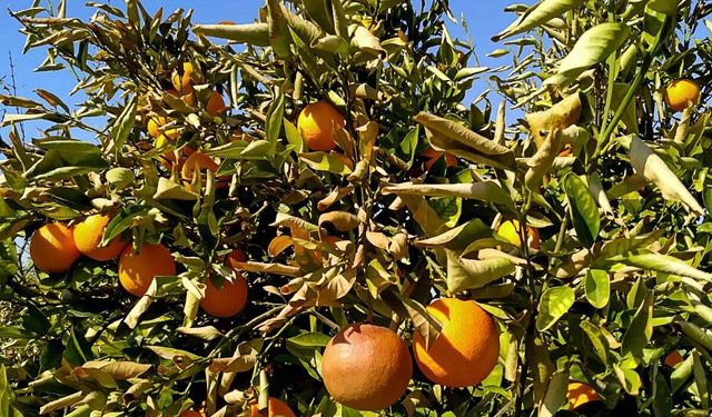 Muğla'da narenciye bahçelerini don vurdu!