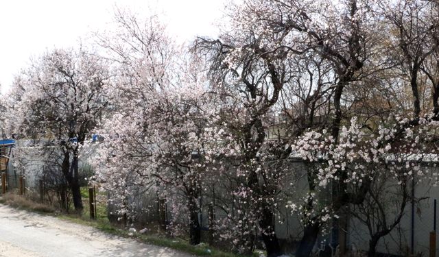 Ağaçlar çiçek açtı... Üretici zirai dondan endişeli!