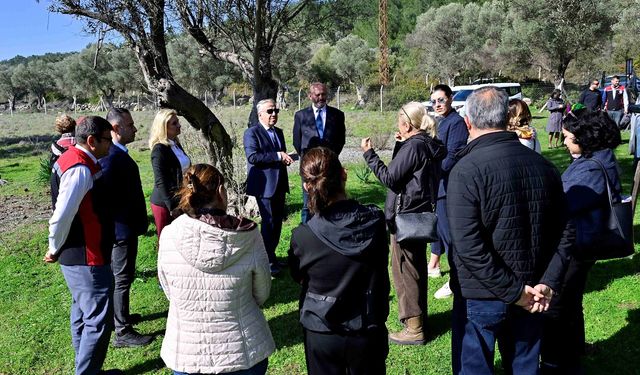 Yarımada kadınları sakız ağacına can katıyor