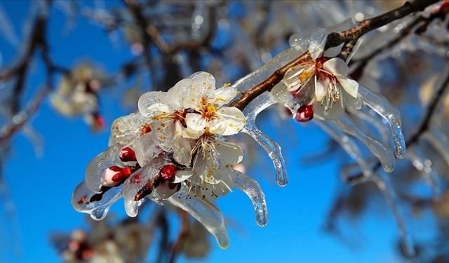 TARSİM'den zirai don açıklaması: En kısa sürede destek!