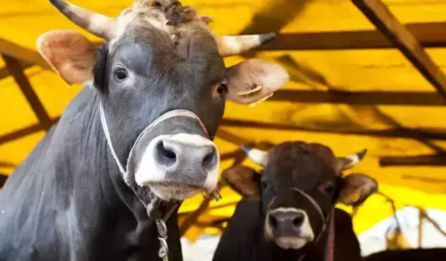 2025 kurban vekalet ücretleri açıklandı!