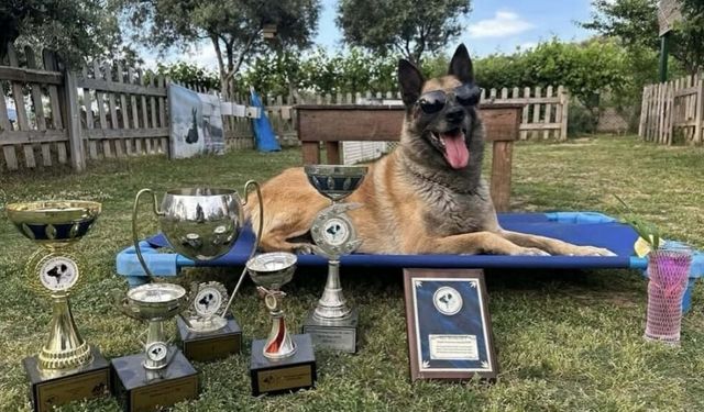 Kahraman köpek ‘Bob’ öldü