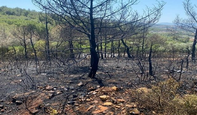 Kuşadası'nda çıkan orman yangını kontrol altında