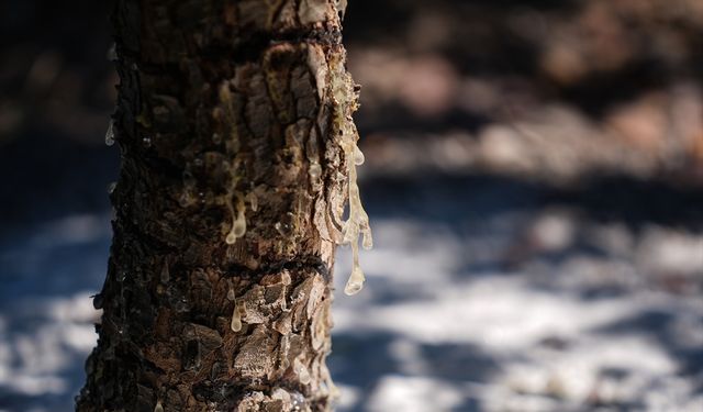Altın damlayan ağaçta ilk hasat!