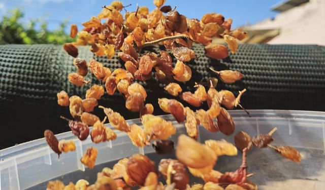 İklim üzümü de vurdu... İhracatta son 25 yılın en düşüğü!