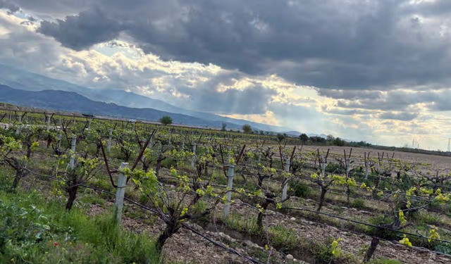 Üzüm bağlarının ortasına sondaj girişimi!