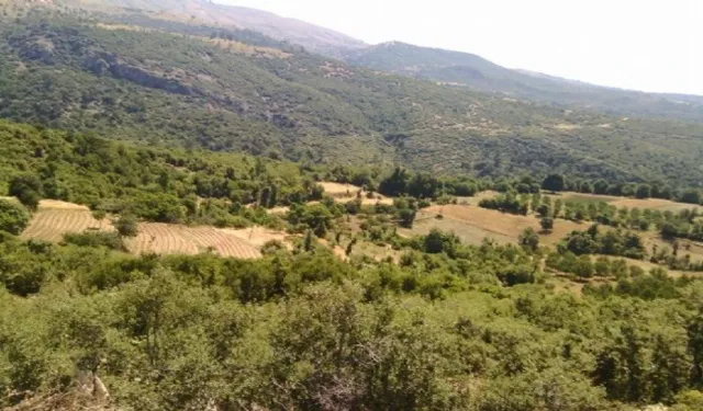 Köylülerden tepki, Bakanlık'tan veto... İzmir'in vişne-ceviz deposu kurtuldu!