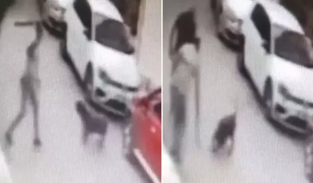 Sokak köpeğine kemerle vuran şüpheli gözaltında!