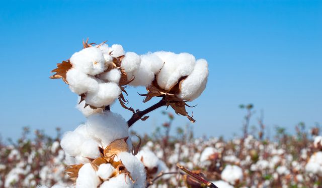 Beyaz altında gelecek tehlikede!