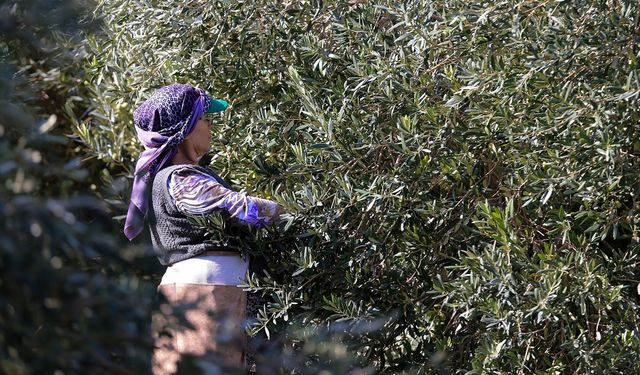 Zeytin yüzleri güldürdü!