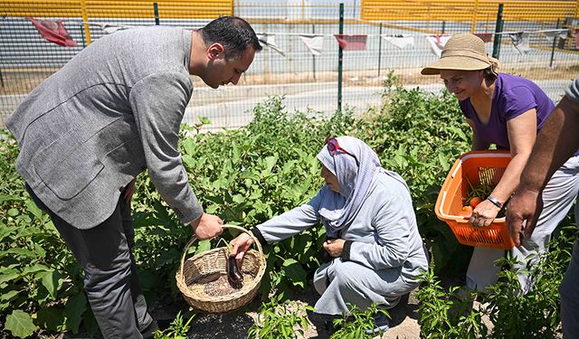 Bornova'da misket üzümü yeniden hayat buluyor