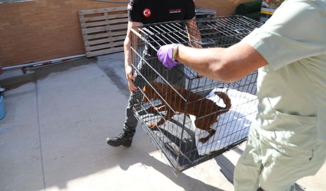 Bayraklı'da hayvan barınağında orman yangını tatbikatı