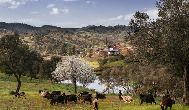 Orhanlı Zeytin Festivali'ne geri sayım!
