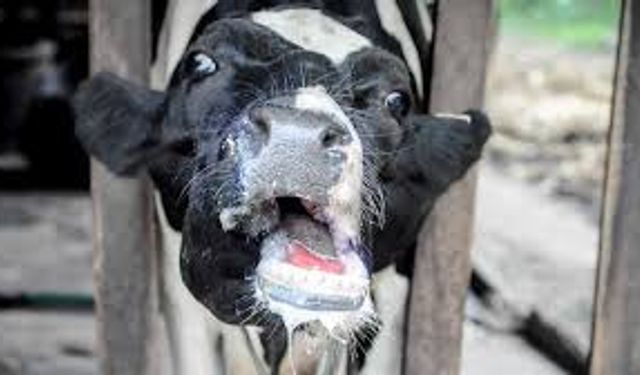 Ege'de şap alarmı: 34 mahallede karantina!