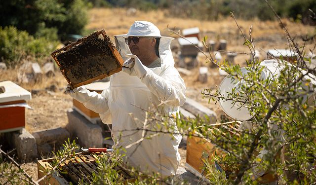 Bornova’da bal hasadı sevinci