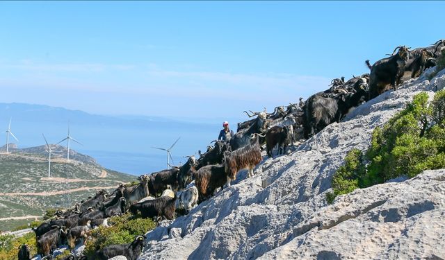 Şirketten geri adım... Karaburun'un simgesi kazandı!