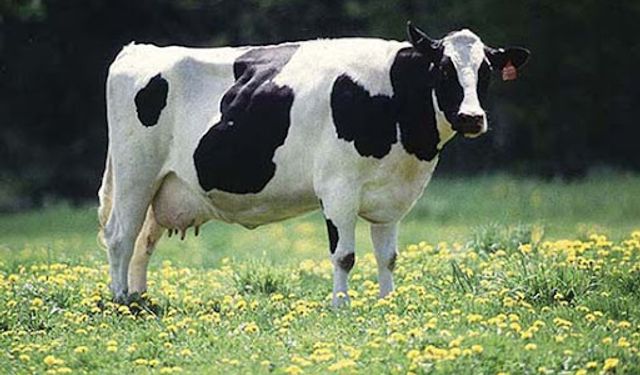 Üretici borç batağında… İcradan satılık sığır!