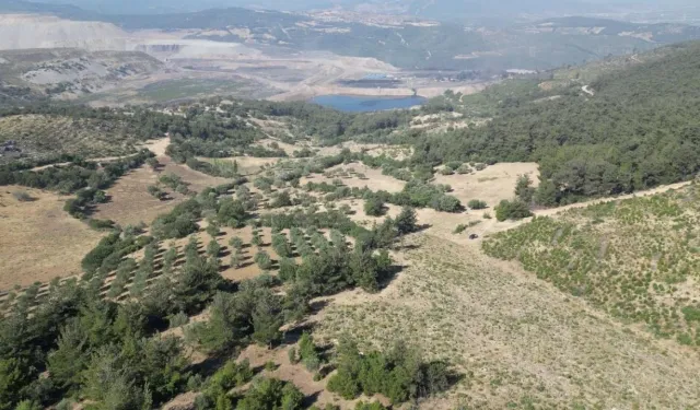 Zeytinliklere dinamite Bakanlık vetosu!