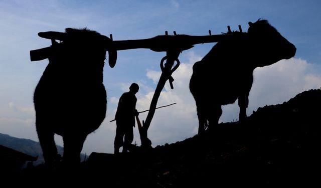 Mazot fiyatı çiftçiyi geri sardı... Tarlada ilkele dönüş!