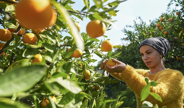 150 bin ton mahsul elde edildi... Mandalina yüz güldürdü!
