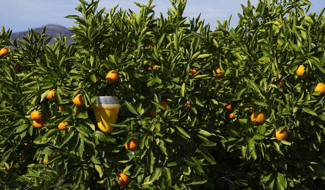 İlaç kullanımını yüzde 30 azalttı... Meyve sineğine karşı tuzak!