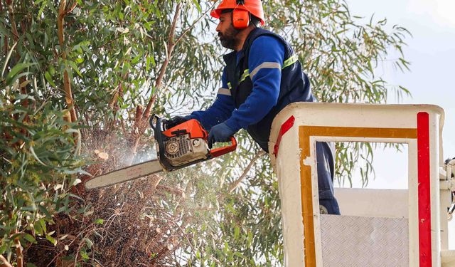 Buca’da budama seferberliği