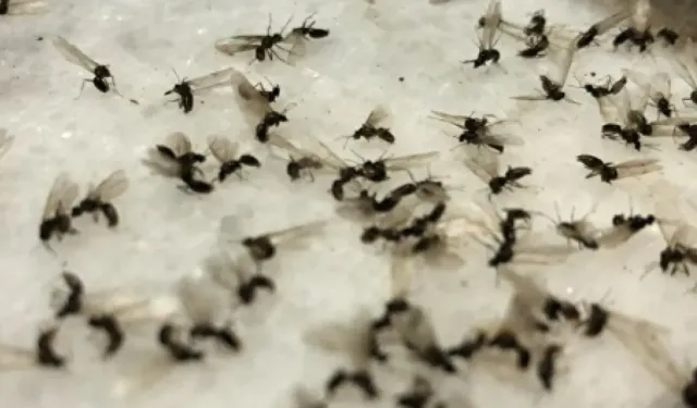 İzmir'i karasinekler bastı... Tabip Odası'ndan enfeksiyon riski uyarısı!