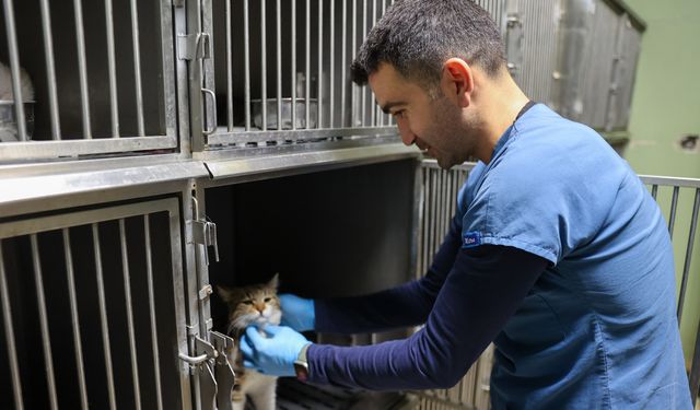 Buca'dan kısırlaştırma seferberliği!