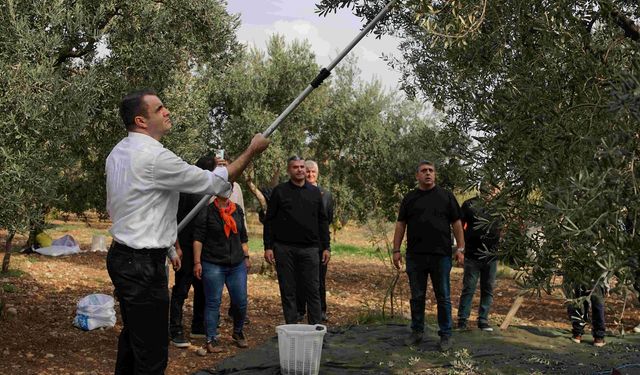 CHP'li Güç, zeytin hasadına katıldı...  Kuracağımız iktidarla gelecek kaygılarına son vereceğiz!