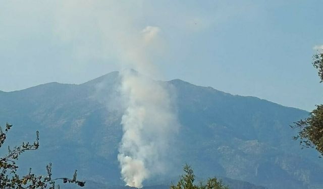 Muğla'da orman yangını