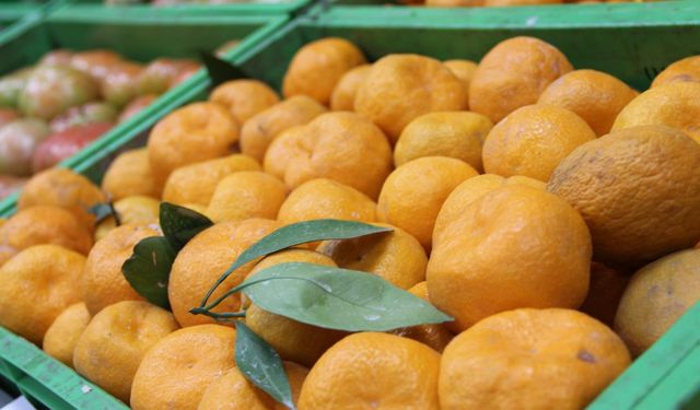 Zirai ilaç kalıntısı bulunan mandalinalar imha edildi