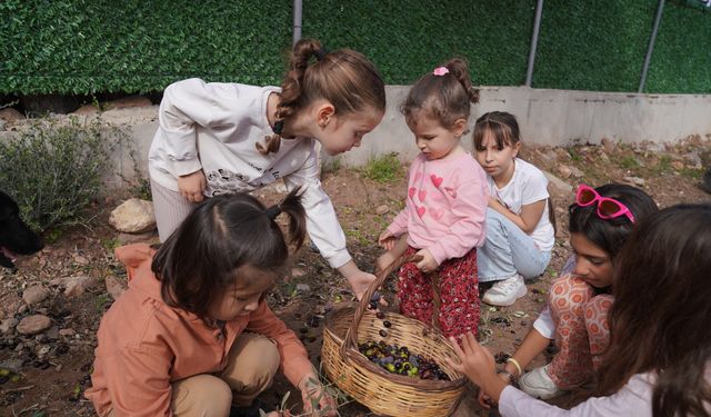 Orhanlı Köyü 2. Zeytin Hasadı Festivali coşkuyla başladı