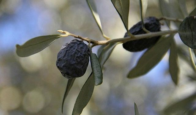 Hurma Zeytin’e lodos engeli: 1 kilo bile yok!