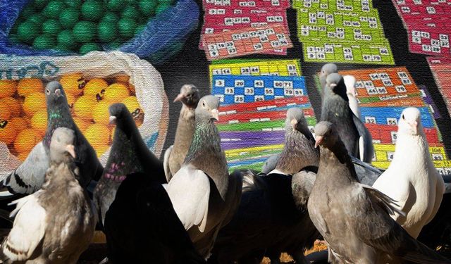 Güvercin sevenler derneğine kumar baskını!