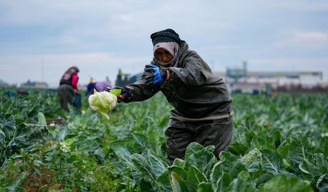 İzmir’in kışlık sebze deposunda çöküş: “Millet kafayı sıyıracak noktada!”