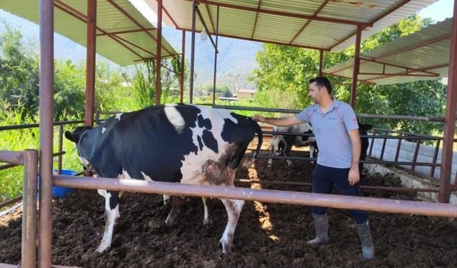 Ege'de 'şap' krizi... 11 mahalle karantinada!