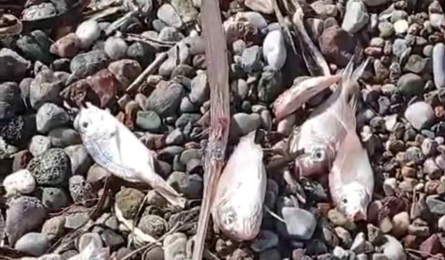 Datça'da ölü balıklar kıyıya vurdu