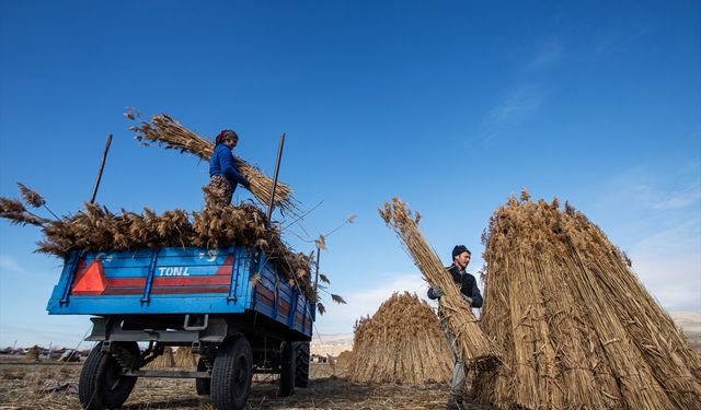 Eber Gölü havzasında kamış kesim sezonu başladı