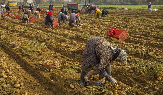 Ödemiş Ovası’nda kış patatesi hasadı başladı