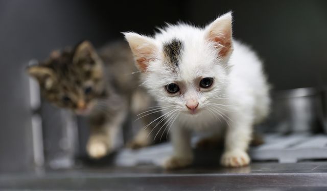 Buca'da 300 can dost yeni yuvasına kavuştu