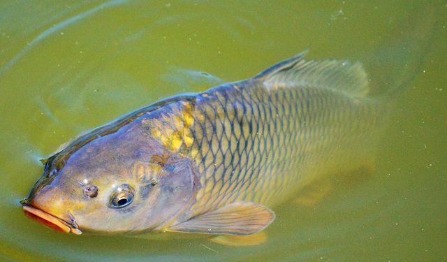 İzmir'de sazan yavrulama ihalesi!