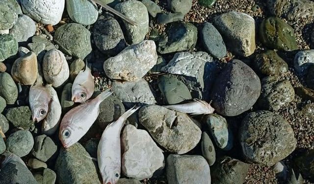 Datça'daki sahile vuran balıkların ölüm nedeni belli oldu