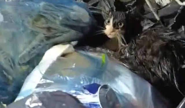 Bodrum'da vicdansızlık: Kediyi poşete koyup, çöp konteynerine attılar!