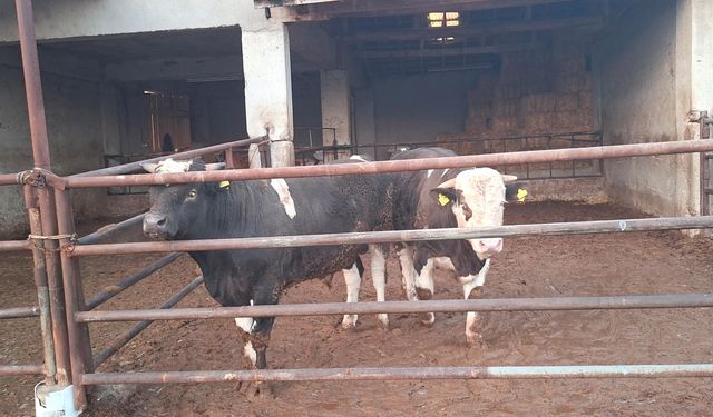 Karantinaya alındı... Ege'de şap alarmı!