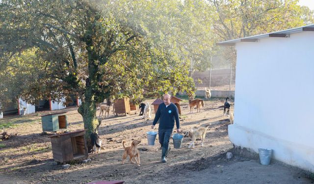 Köpeklerini sokağa bırakmıştı... Vicdansız kadına 172 bin 716 TL ceza!