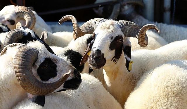 Koyun-keçi yetiştirenlere uyarı: Çiçek aşısı mutlaka yaptırın!