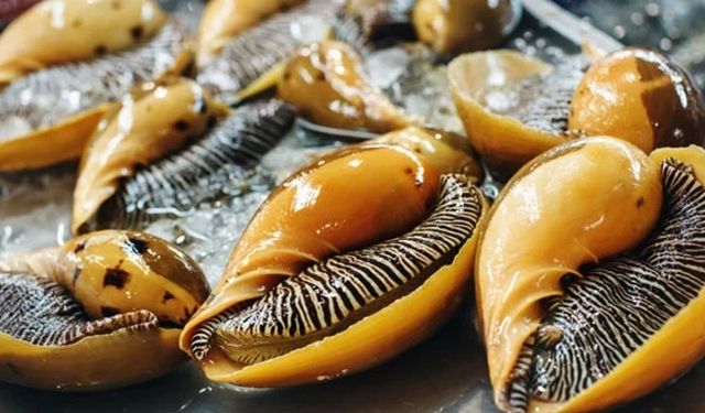 Çinliler İzmir’de deniz salyangozu üretecek!